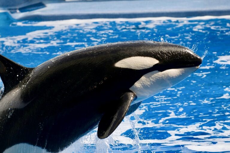 The Last Surviving Female Orca At Loro Parque Is Pregnant; The Cycle Of Captivity Continues