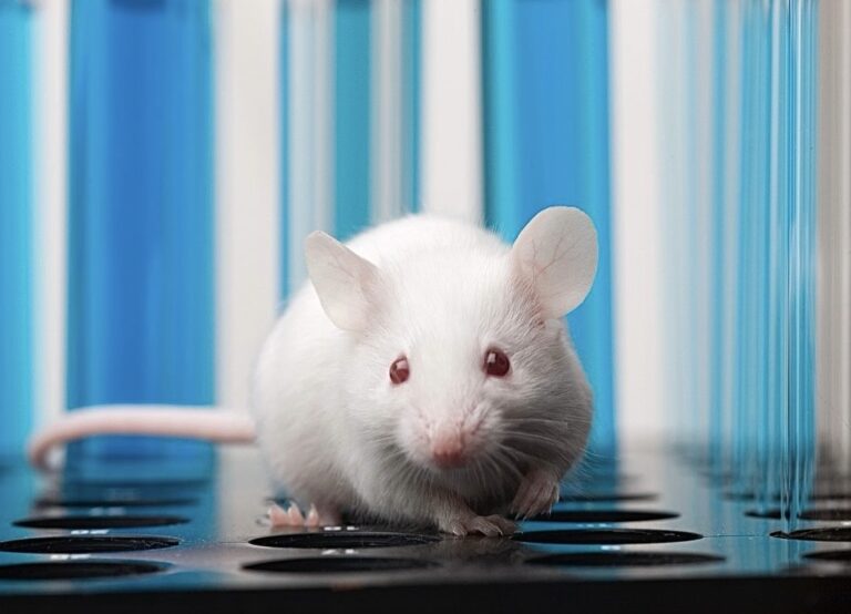 Victory! University Of Bristol Bans Cruel Forced Swim Tests On Mice & Rats