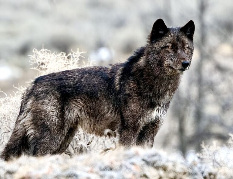 Historic Move For Wolf Conservation: 12 Collared Gray Wolves Have Been Released In Northern California