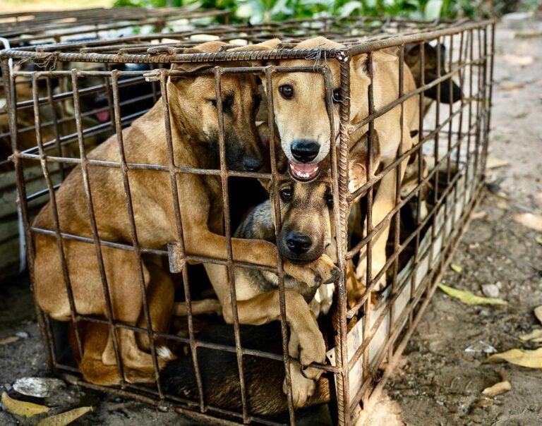 FOUR PAWS Launches Urgent Campaign To End Cambodia’s Brutal Dog Meat Trade