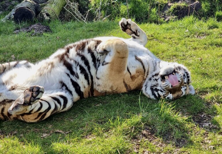 Slovakia’s Last Circus Tigers Finally Find Happiness At FELIDA Big Cat Sanctuary In The Netherlands