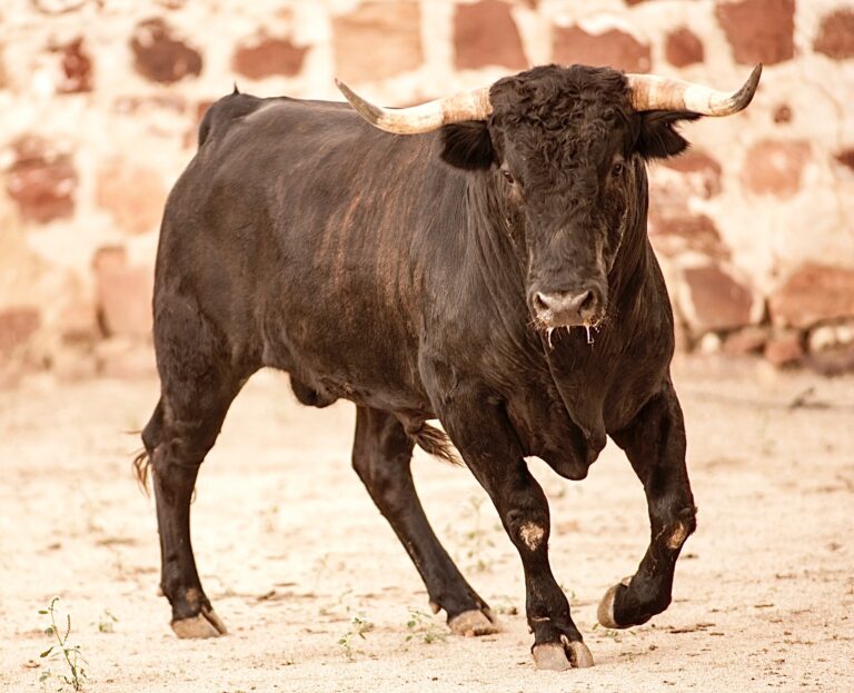 Tucson, Arizona, Has Officially Canceled Its Controversial Bull Run Festival