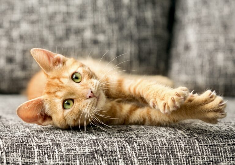 Victory! Downers Grove, Illinois, Bans Declawing To Protect Cats From Cruel & Inhumane Procedure