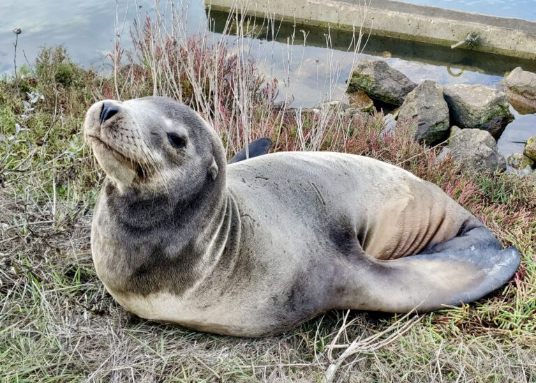 WANTED! $20,000 Reward Offered For Information On Decapitated Sea Lion Found At California Beach