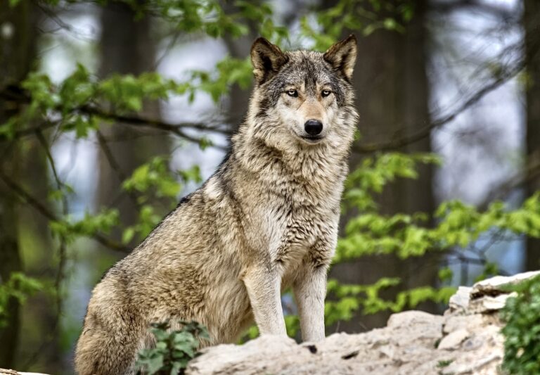 $30,500 Reward For Information On The Illegal Killing Of Oregon’s Metolius Wolf Pack Leader