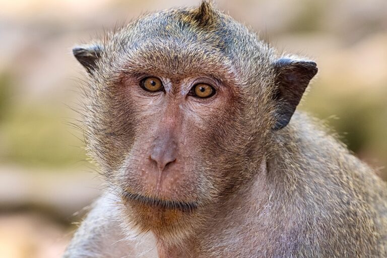 Primate Breeding Facility Plans To Expand, Continuing To Endanger Long-Tailed Macaque Monkeys