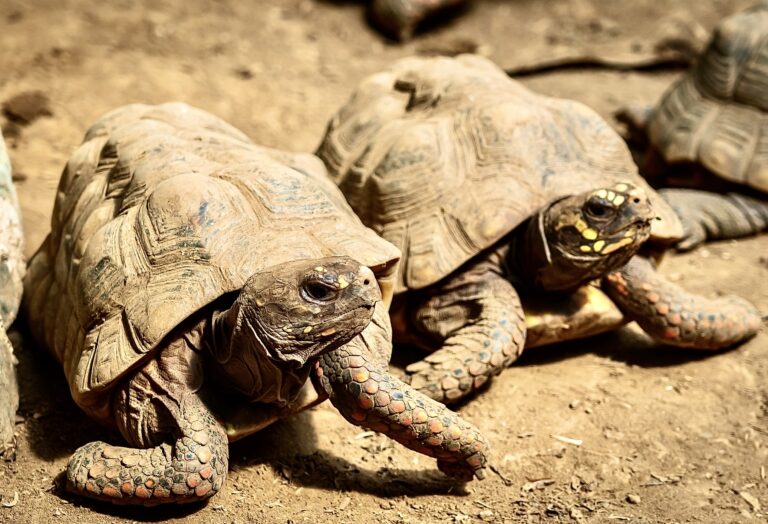 Over 100 Tortoises Rescued From Illegal Wildlife Trafficking Returned To The Wild