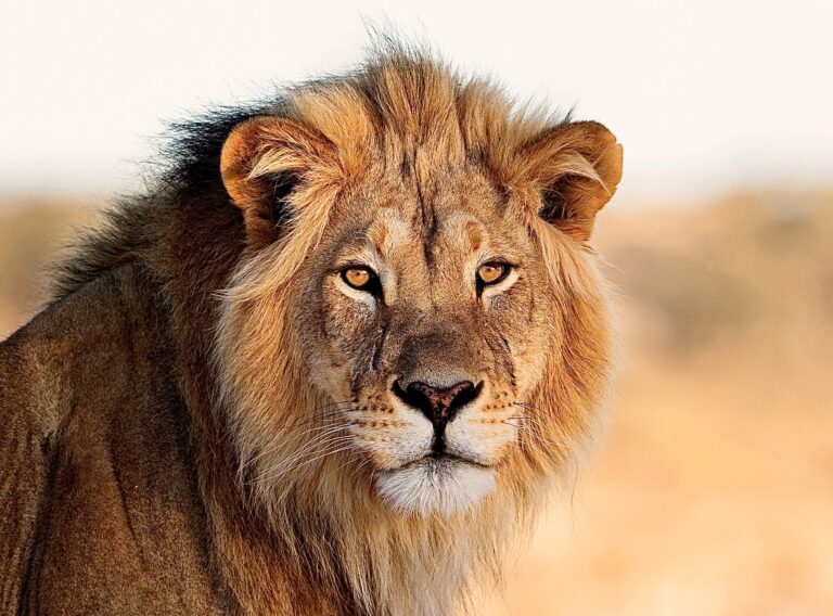 The ProTECT Act Aims To End Trophy Imports & Canned Hunting Of Endangered Species In The U.S.
