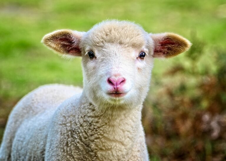 Over 100 Fashion Giants Pledge To End Mulesing-Cruel Live Lamb Cutting