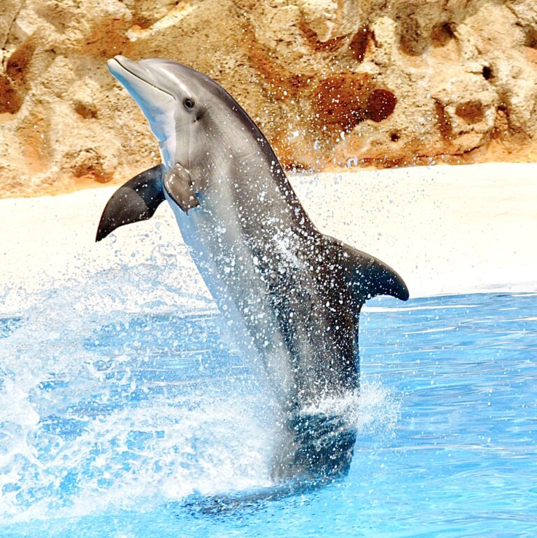 Mexican Authorities Suspend Dolphin Shows At A Riviera Maya Hotel Following Dolphin’s Tragic Death