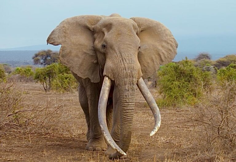 Amboseli’s Big Tuskers Are Being Slaughtered For Sport; Take Action Now!