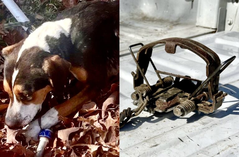 $5,000 Reward Offered For Information On Illegal Trap That Maimed Dog In Arkansas
