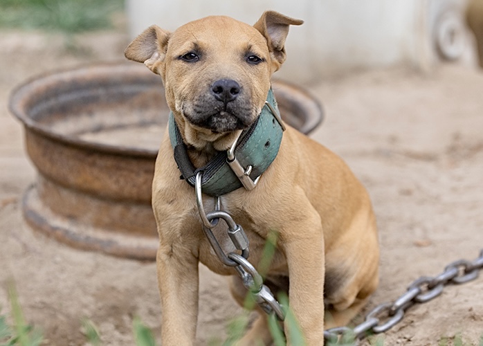 150 Dogs Rescued From Massive Multi-Site Dogfighting Bust In South Carolina