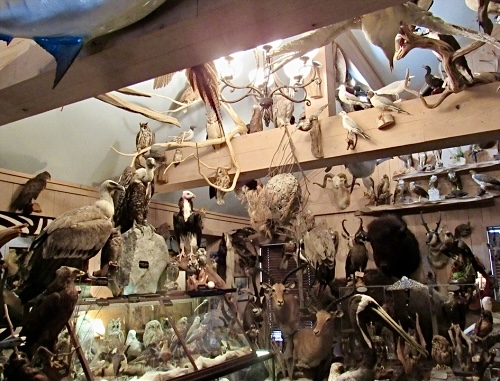 Two Men Sentenced In One Of The Largest Bird Trafficking Cases In U.S. History, One Faces $900,000 Fine