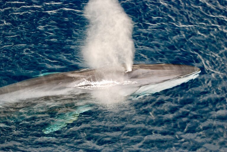 Japan and Norway Resume Commercial Whaling As Iceland Cancels 2025 Season