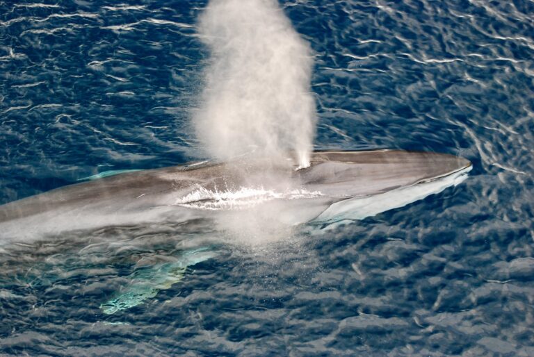 Victory For Whales! Iceland Cancels All Fin Whale Hunts This Season