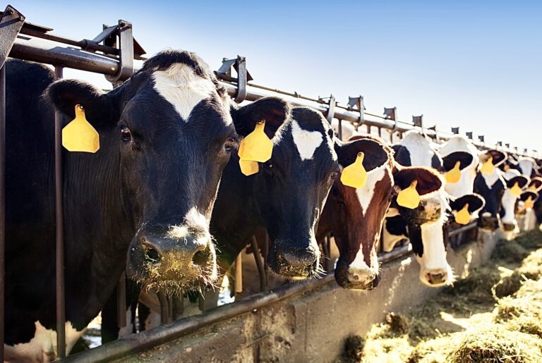 Taxpayers Beware: Activists Demand Wells Fargo Cut Ties With Subsidized Dairy