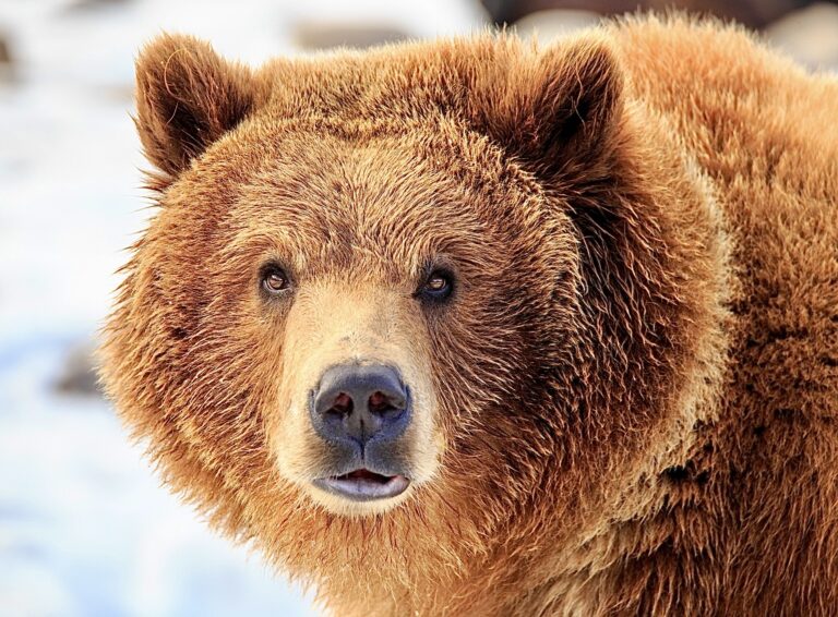 New Study Reveals Potential For Grizzly Bears To Be Reintroduced Into California