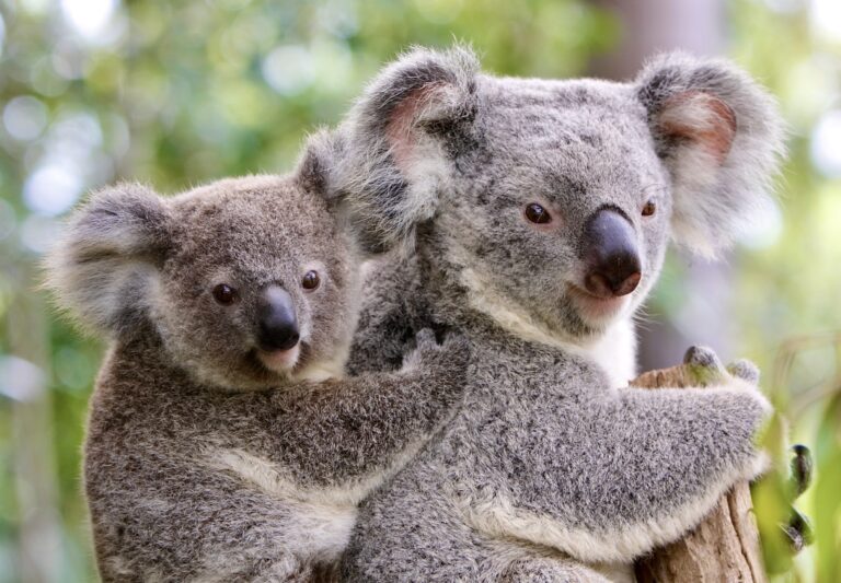 Koalas Gunned Down & Shot From The Sky By Australian Government
