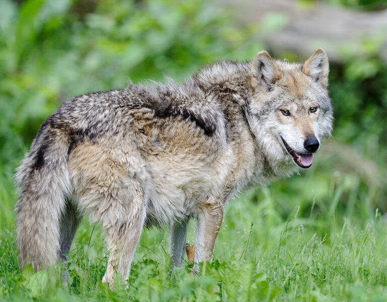 Outrage As U.S. Government Kills Two Endangered Wolves—A Pregnant Mother & An Alpha Male