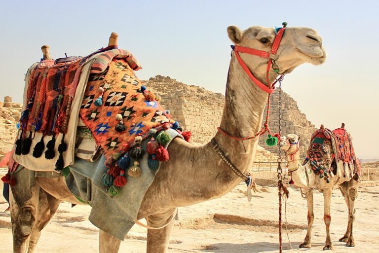 Marriott Cuts Ties With Cruel Camel & Horse Rides At Egypt’s Pyramids After Shocking Abuse Uncovered