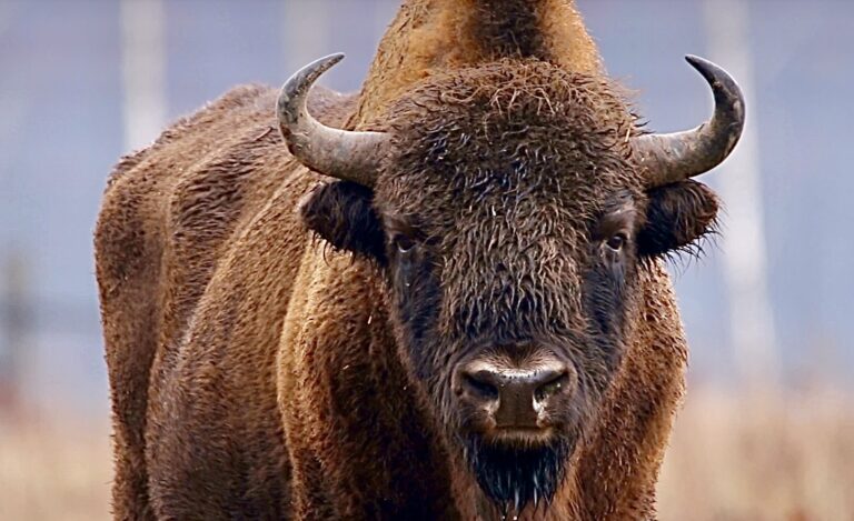 Take Action! Help Stop Yellowstone’s Bison From Being Gunned Down & Sent To Slaughter
