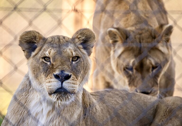 Inspiring Rescue: Circus Lionesses Find Sanctuary Under The South African Sun