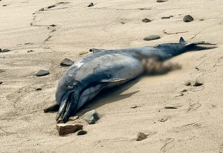 Thousands Of Marine Mammals Sick And Dying Off SoCal Coast From Domoic Acid Poisoning