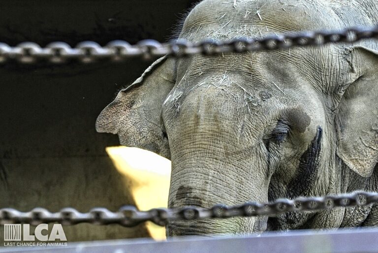 Free Billy & Tina! Los Angeles Zoo Elephants Deserve A Sanctuary, Not Another Zoo
