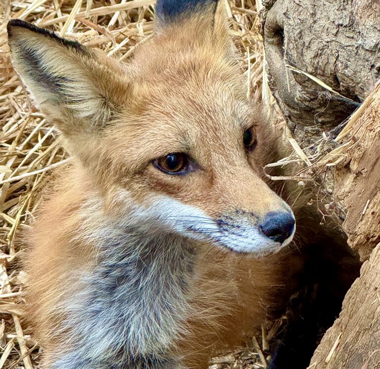 Injured Red Fox Saved Just In The Nick Of Time After Being Struck By A Vehicle