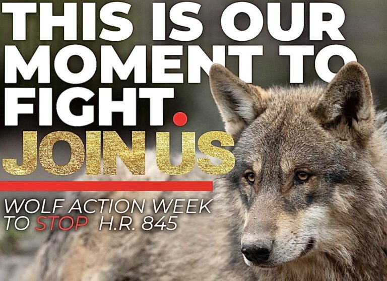 Speak Up For Wolves On Wolf Action Week!