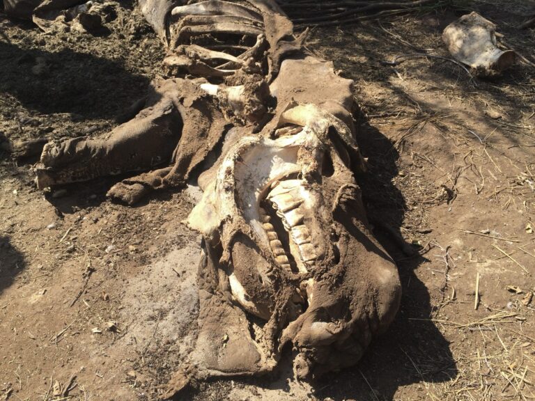 103 Rhinos Killed In The First Three Months of 2025: South Africa’s Poaching Crisis Deepens