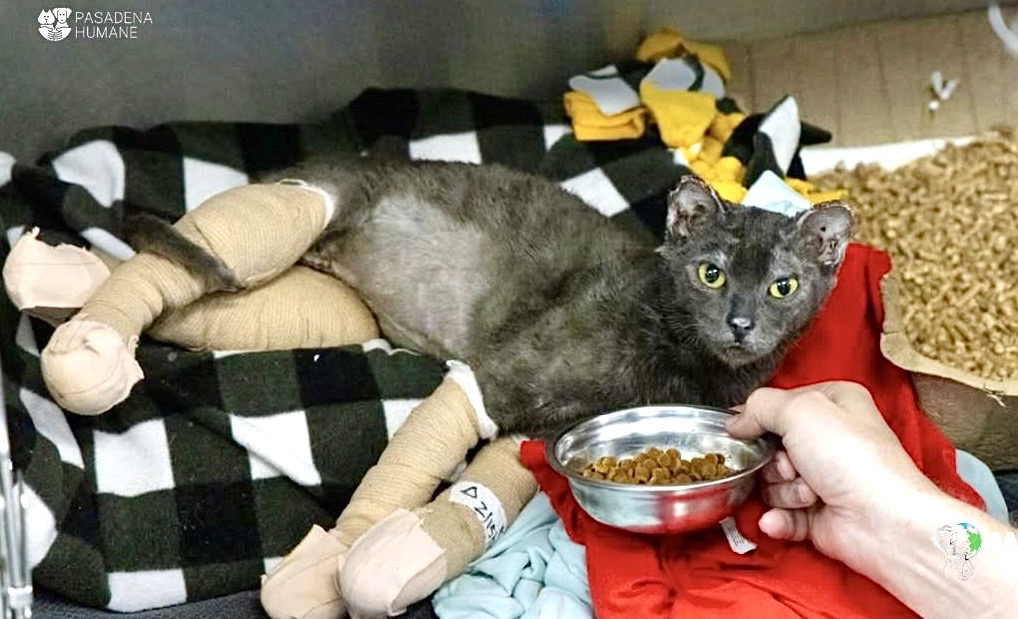 Update: Pasadena Humane's Incredible Efforts In The Wake Of The ...