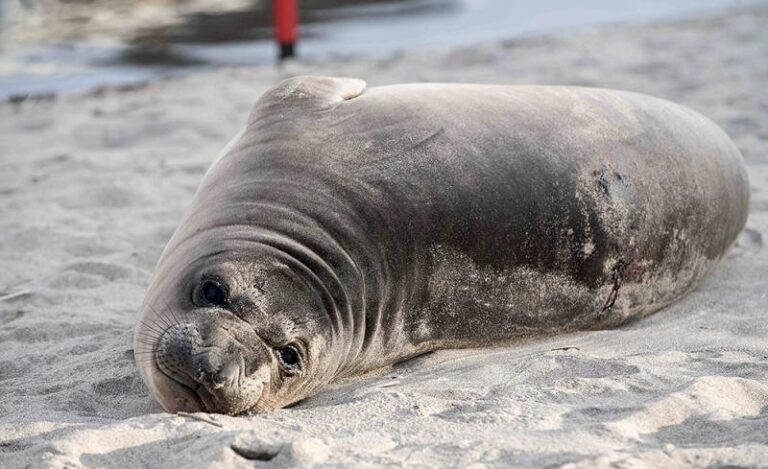 WANTED! Urgent Help Needed To Find Attacker Who Stabbed An Elephant Seal Pup In Oregon