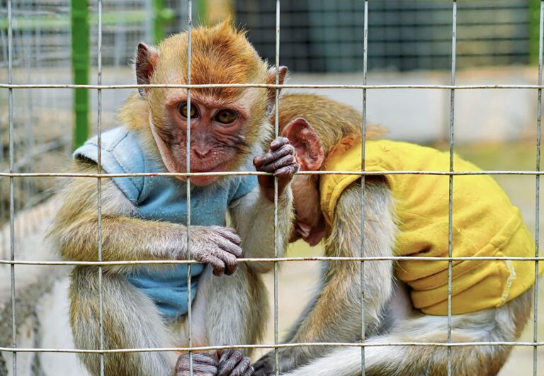 Meta Under Fire For Allowing Cruel Monkey Abuse Content On Facebook Despite Complaints
