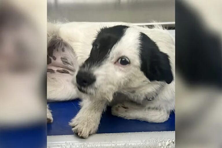 WANTED! $5,000 Reward For Information Regarding Dog Found With Bag Tied Around Her Head In Knoxville, TN
