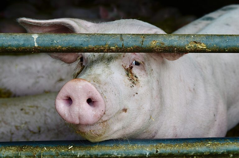 Advocates Call For A Ban On Ractopamine, A Drug Used To Make Farm Animals Grow Rapidly