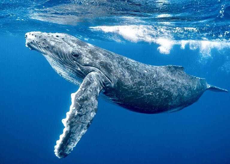 Urge President Trump To Protect Our Oceans & Rescind The Executive Order That Accelerates Deep-Sea Mining