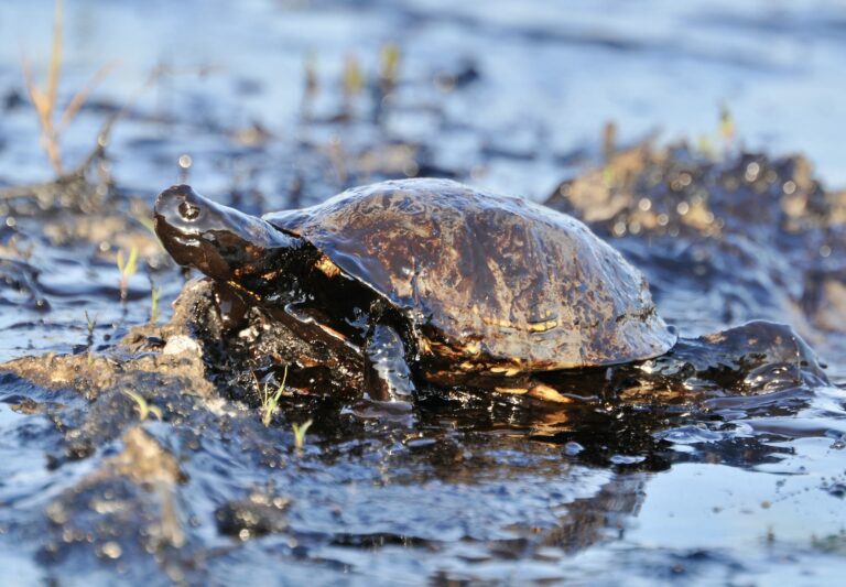 New Report Reveals The Rate Of Oil & Gas Spills In New Mexico Is Happening Every Seven Hours