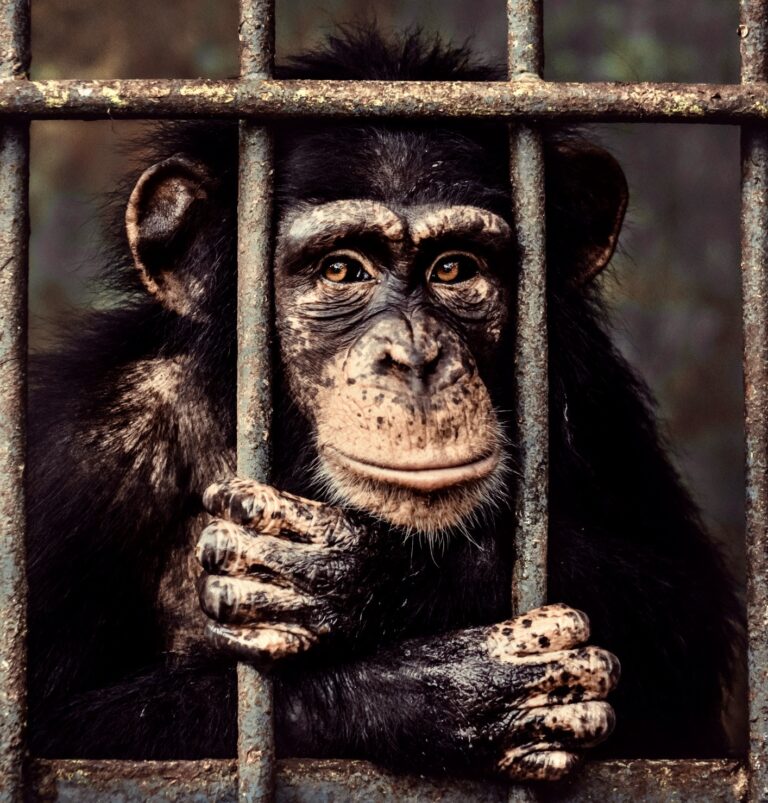 The Newly Introduced Captive Primate Safety Act Aims To End The Pet Primate Trade