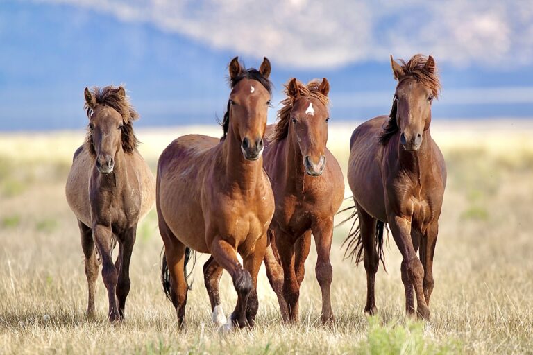 Victory! U.S. Lawmakers Form First Wild Horse & Burro Caucus To Enhance Protections