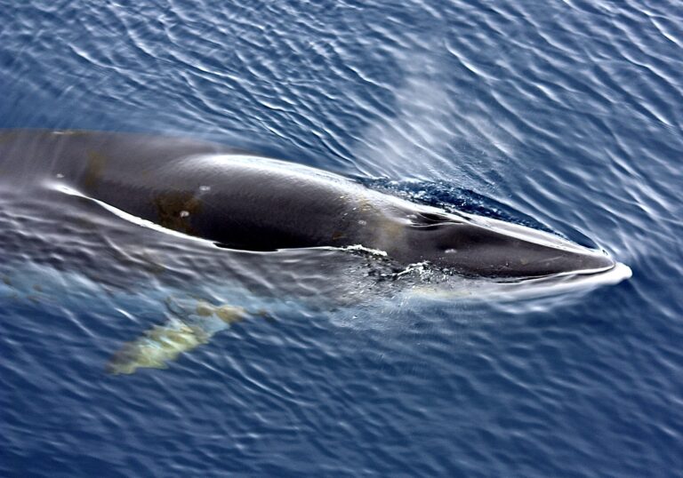 Whaling Under Legal Review In Iceland; Urge The Prime Minister To Ban Whaling For Good!