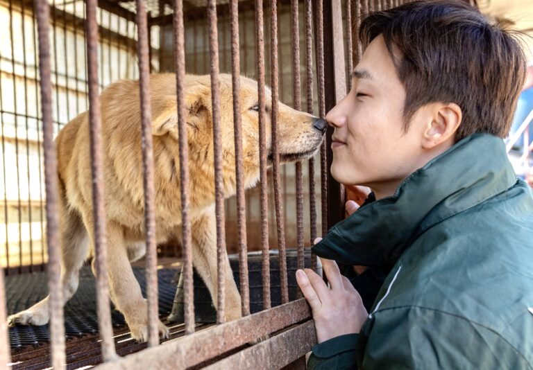 50 Dogs Saved From South Korea’s Dog Meat Trade Find Sanctuary In The U.S.