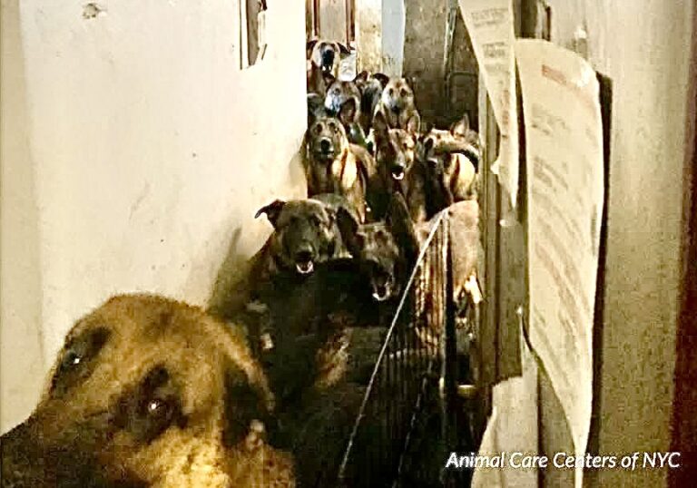40 Belgian Malinois Rescued From Overcrowded NYC Apartment: Here Are Ways You Can Help!