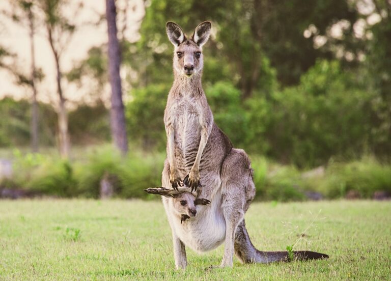 Victory! Adidas Ends The Use Of Cruel Kangaroo Leather Following Pressure From Animal Advocates