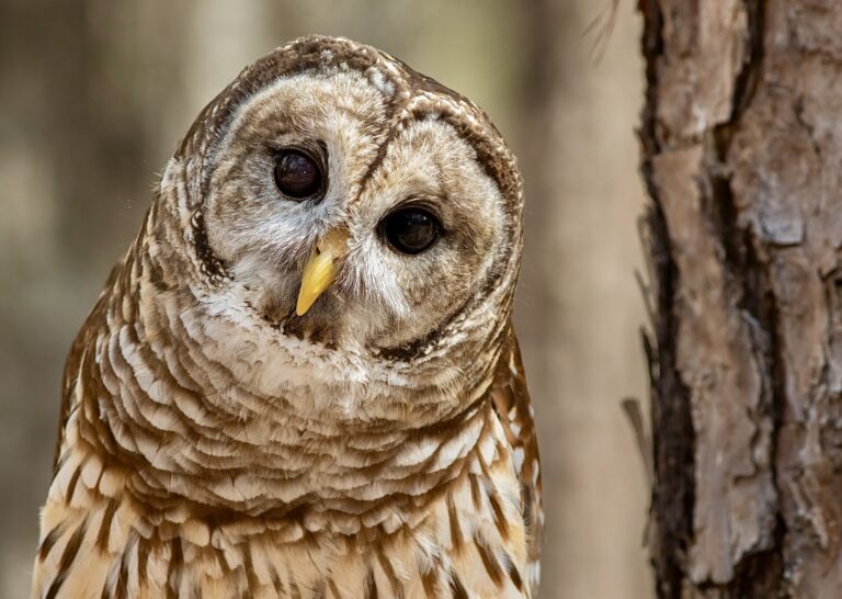 USFWS’ Plan To Kill 450,000 Barred Owls Sparks Outrage: Lawmakers & Advocates Call For Their Protection