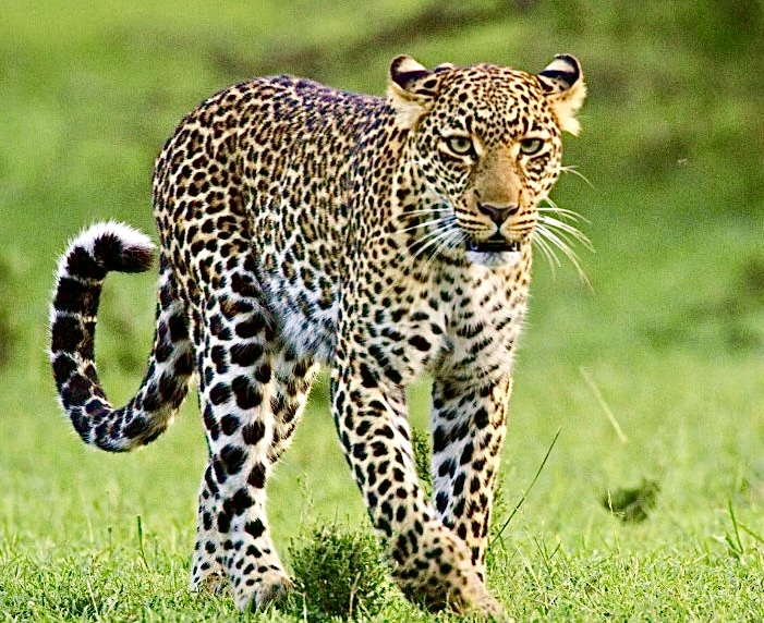 Traded As Trophies: FOUR PAWS’ Critical Work To Save Leopards From Vanishing In The Wild