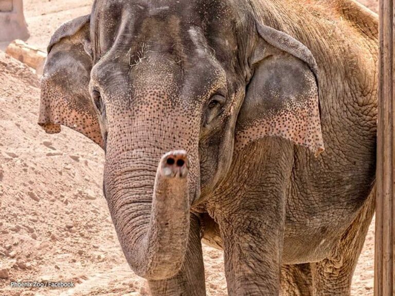 Update! Elephant Indu Killed By Phoenix Zoo Despite Activists Urging Them To Send Her To A Sanctuary