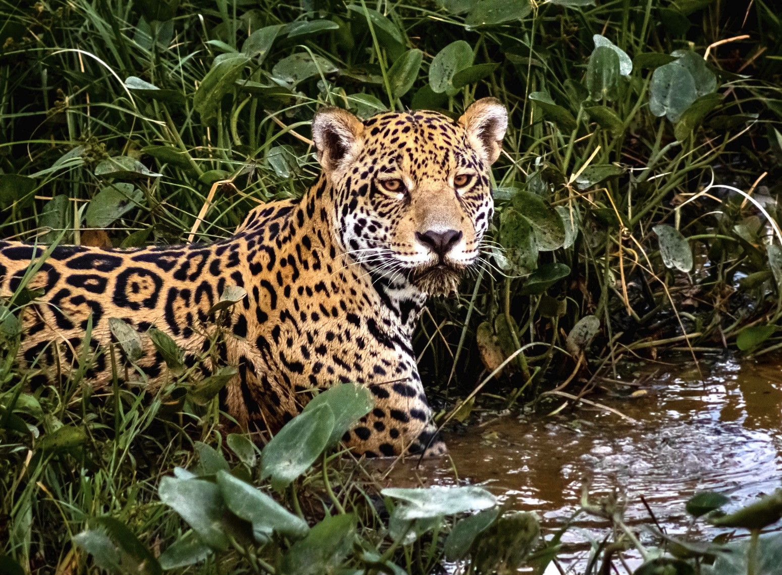 Amazon Rainforest Wildlife 1200x630