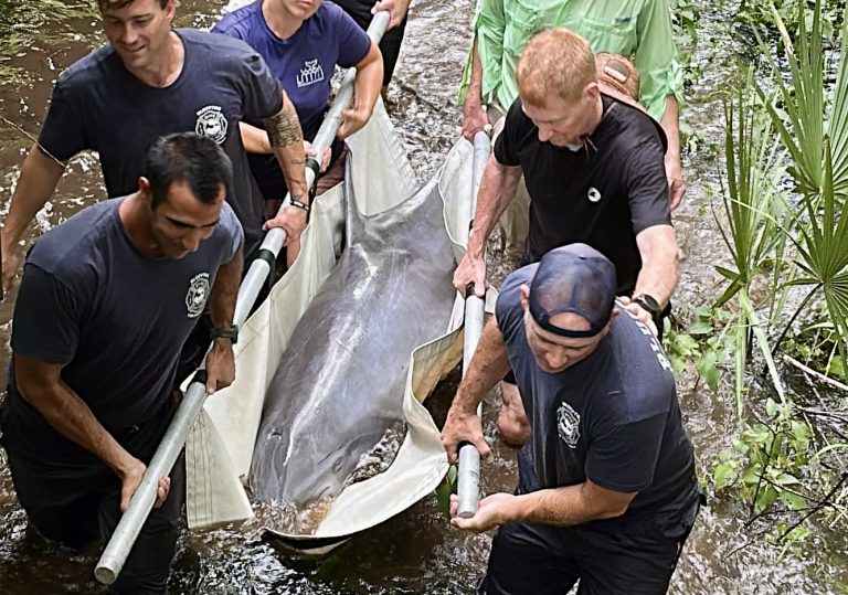 Lucky The Dolphin Rescued After Rain & High Tides Trap Her In South Carolina Lagoon